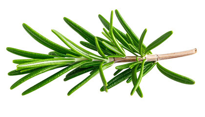 Fototapeta premium Close-up of a sprig of fresh, green rosemary, isolated on a black background