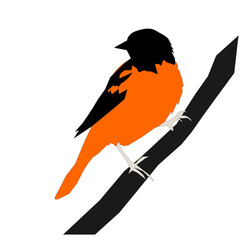 vector illustration of a bird