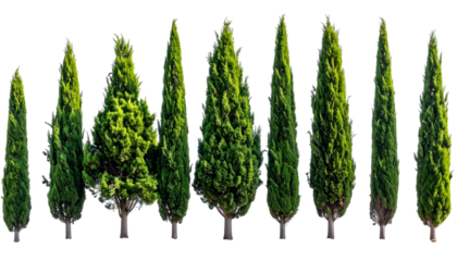 Array of tall, slender evergreen trees in various sizes against a transparent backdrop