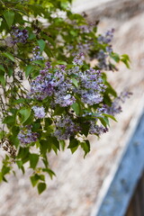 lilac flowers on a tree