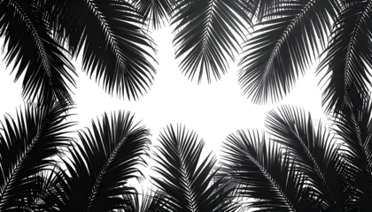 Dark, elegant, digital rendering of glossy, black palm fronds with subtle highlights on black backdrop
