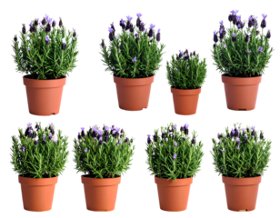 Firefly____Isolated Foam Finger Number One 185863.jpg - Firefly_Collection of rosemary plants, purple flowers in pots, transparent background 638031.jpg (3)