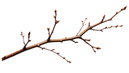 Close-up of a bare brown tree branch with buds against a black background