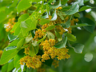 Eine Nahaufnahme zeigt gelbe Lindenbl&uuml;ten an kleinen Zweigen der Mandschurischen Linde (Tilia mandshurica).