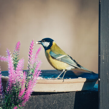 A vibrant Great Tit (Parus major) stands on the edge of a ceramic bird feeder with a sunflower seed in its beak. The scene is accented by bright purple lavender-like flowers against a warm, soft-focus