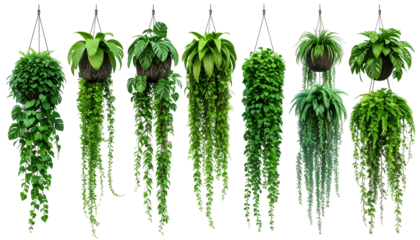 Lush collection of hanging baskets with vibrant green foliage, various plant types