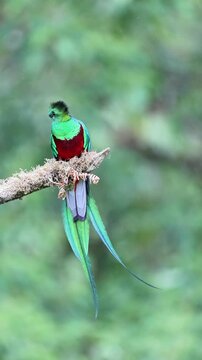 Resplendent quetzal resting on a moss covered branch in tropical forest