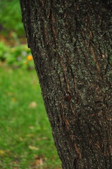 Fototapeta premium moss on tree