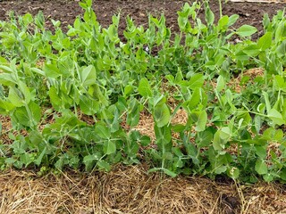 Peas grow in a vegetable garden bed, organic farming.