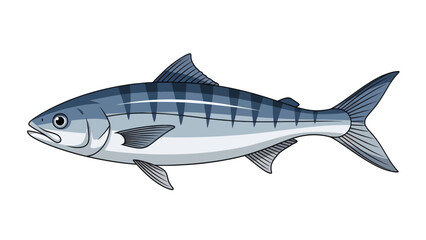 Obraz premium Barracuda fish illustration, marine predator