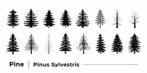 A collection of pine tree silhouettes showcasing various shapes and densities