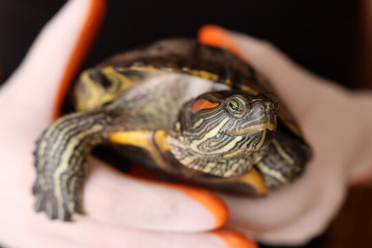 Red-eared slider turtle resting in palms, showing shell, limbs and calm behavior of a pet