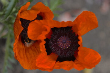 Oriental poppy (Papaver orientale)