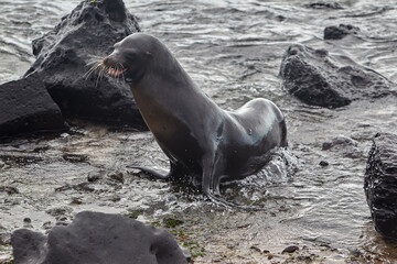 Gal&aacute;pagos Locals. A typical afternoon on San Crist&oacute;bal Island. These playful sea lions are never shy about sharing their home with those who visit.