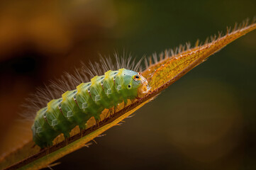 Macro view of caterpillar biting fresh green leaf with detailed natural textures