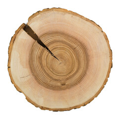 Wooden stump isolated on the white background. Wood slice shows growth rings and natural crack. 