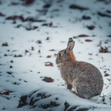 A side profile of a wild European Rabbit (Oryctolagus cuniculus) with brown fur and a small amount of snow on its chin. The rabbit is perched on a snowy mound in a forest setting with scattered autumn