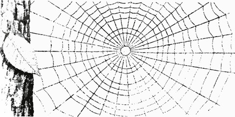 Obraz premium Detailed illustration of a radial spiderweb attached to tree bark