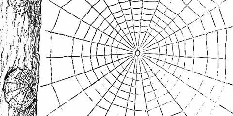 Detailed illustration of a spiderweb attached to a tree trunk black and white © MSTShikha