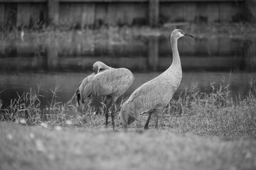 sandhill crane stands in a beautiful pond in Pasco County, Tampa Bay, Florida,The calm water reflects the birds as they feed and preen in harmony wi