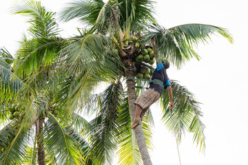 Coconut harvesting worker climbing palm tree in tropical plantation