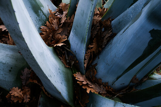 agave   plante sirop d'agave anti bact&eacute;riens  cicatrisant  bienfait  feuilles de ch&ecirc;ne  gros plan. un jardin en hiver