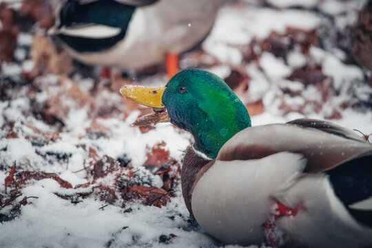 A close-up side view of a male Mallard (Anas platyrhynchos) with its iconic iridescent green head and yellow bill, foraging through snow and autumn leaves. Small crystals of snow are visible on its be
