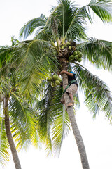 Man climbing coconut palm tree to harvest fresh green coconuts
