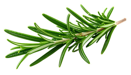 Sprig of vibrant green herb with needle-like leaves, isolated on a black background