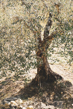 olivier centenaire huile d'olive olives  culture ancestrale  bassin m&eacute;diterran&eacute;en  France  Cevennes 