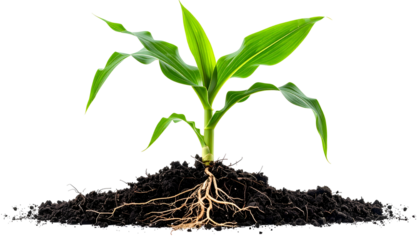 A vibrant young plant, roots exposed in soil, flourishing against a stark black background
