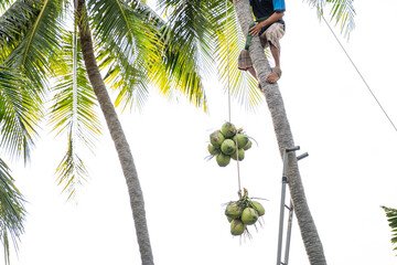 Coconut harvesting process with worker lowering green coconuts from palm tree