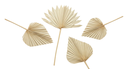 Dried Palm Leaves for Decoration - Natural Boho Style Elements