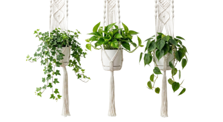 Three hanging potted green plants in macrame hangers, isolated on white background.
