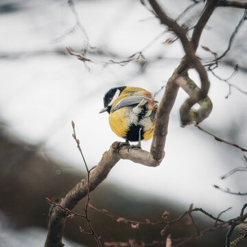 A close-up view of a Great Tit (Parus major) perched on a gnarled, twisted tree branch during winter. The bird is shown from a low angle against a soft, bright white snowy background, highlighting its