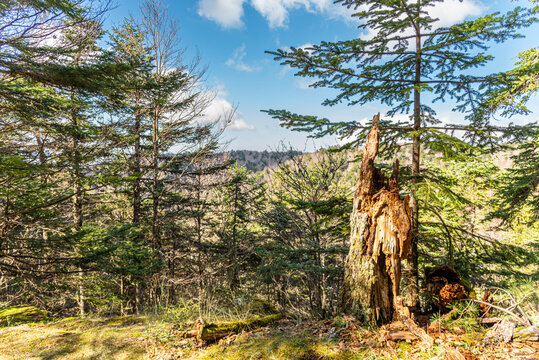 Veduta di paesaggio montanaro con tronco di albero spezzato in primo piano
