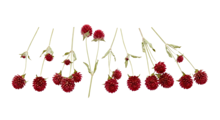 Gomphrena Globosa Flowers Collection - Red Globe Amaranth on White Background