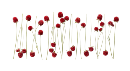 Red Clover Flowers on White Background, Close-up Macro Photography