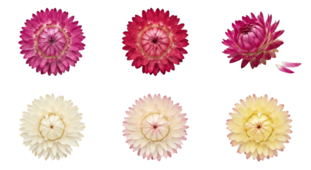 Set of Six Dried Strawflowers, Pink and Yellow, Isolated on White Background