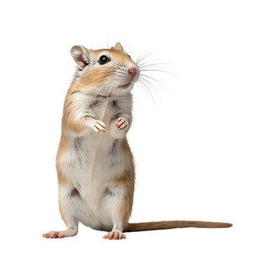 A small gerbil stands upright on a black background, alert and curious.