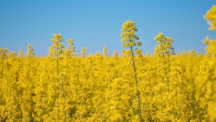 Vibrant Yellow Canola Field Landscape Photography Under Clear Blue Sky