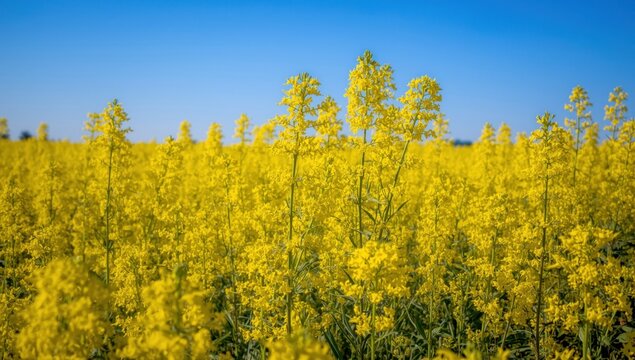 Vibrant Canola Field Landscape Photography Under Clear Blue Sky with Bright Yellow Flowers - Powered by Adobe