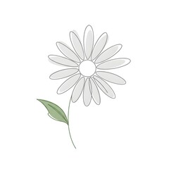 white daisy flower