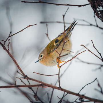 A close-up of a tiny Goldcrest (Regulus regulus) expertly balancing on delicate, bare twigs during a snowfall. The bird's distinctive olive-green plumage and pale underside are captured against a soft