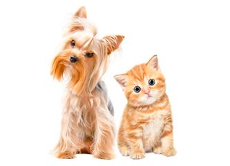 Cute Yorkshire Terrier dog and red Scottish Straight kitten sitting together isolated on a white background