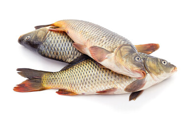 Three fresh common carp fishes isolated on a white background.