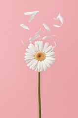 Serene White Daisy Flower with Falling Petals on Soft Pink Background Minimalist Photography