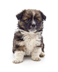 Small fluffy puppy sitting isolated on a white background.