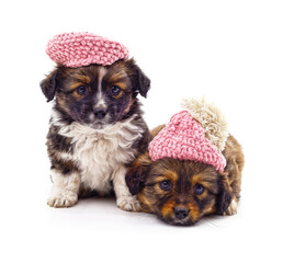 Two cute puppies in pink knitted hats isolated on a white background.