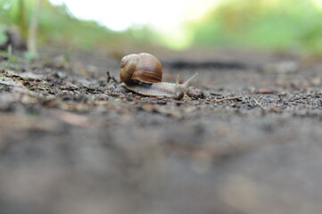 Snail  (Helix pomatia, Roman snail, Burgundy snail, escargot) crawling on the ground in the forest